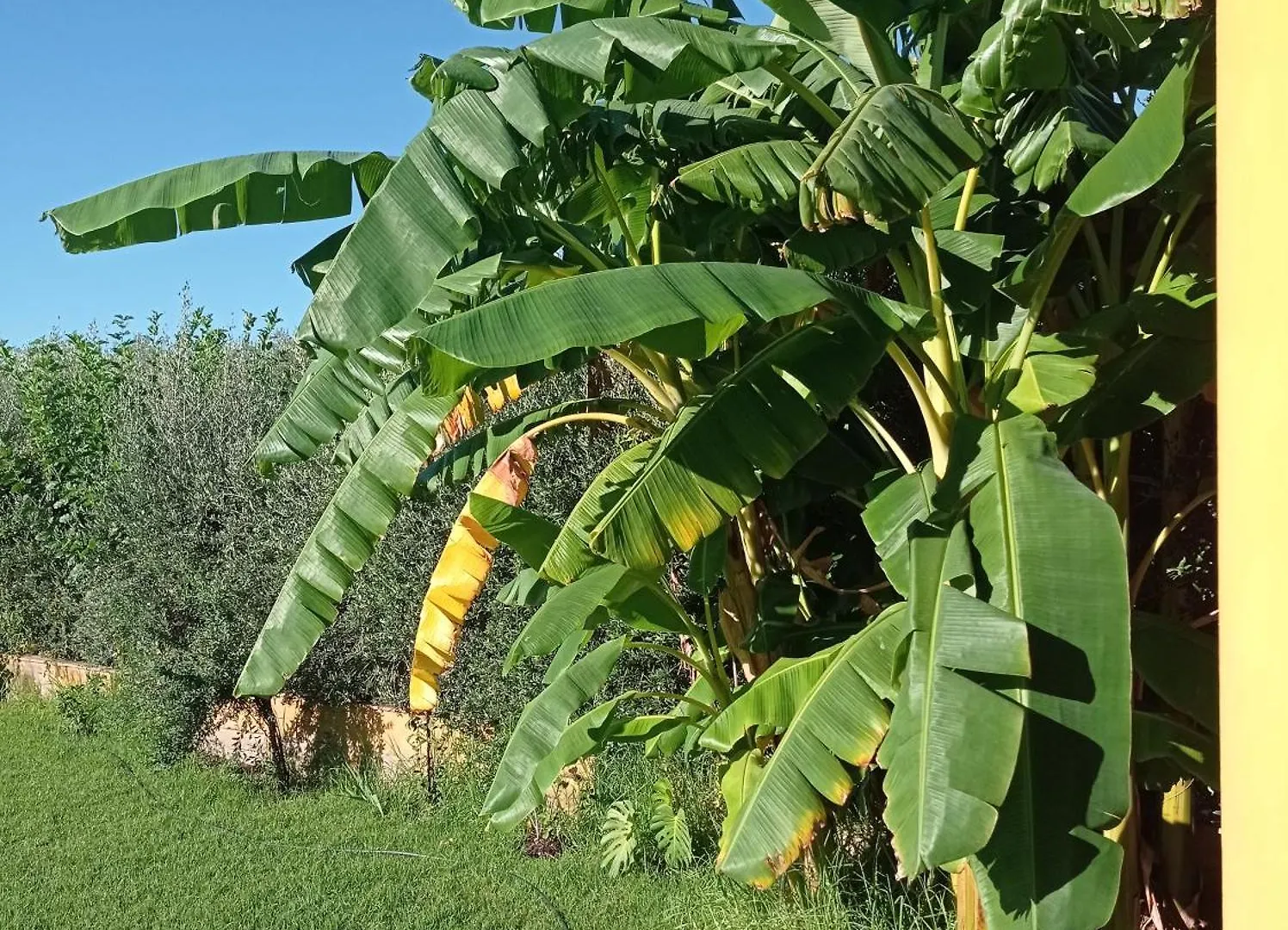 Сasa de vacaciones La Buganvilla, Descanso Entre Olivares Hornachuelos